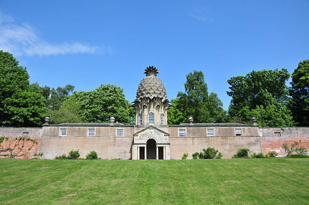 Wider View of the Pineapple