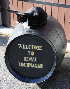 Distillery Cat