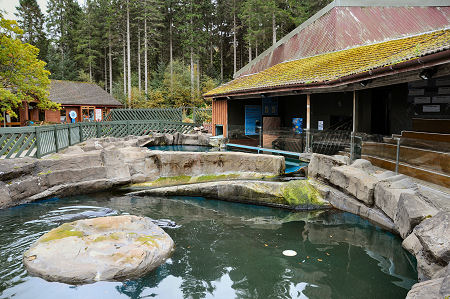 The Seal Pools at the Scottish Sea Life Sanctuary: Plus Two Seals