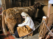 Milking a Highland Cow