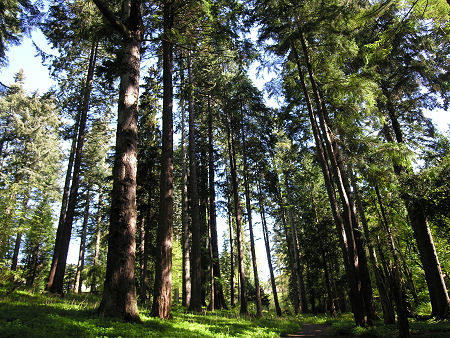 Diana's Grove, Home to Some of the Tallest Trees in Great Britain