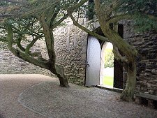 Trees in the Inner Courtyard