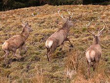 Deer Near Loch Quoich