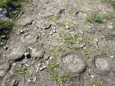 Section of wooden cobbles on path