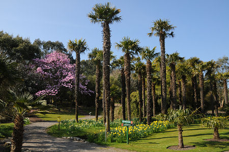 Some of Logan Botanic Garden's Iconic Chusan Palms