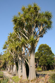 Exotic Trees in the Walled Garden