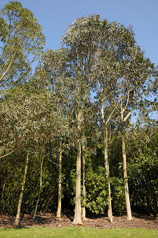 Eucalyptus Trees in the Woodland Garden