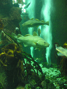 Fish in the Central Tank