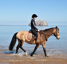 Horse Rider and Bass Rock