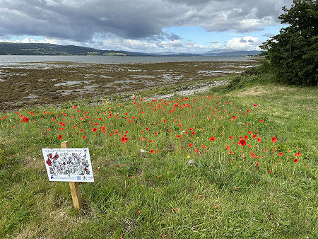Wildflower Meadow West of Village