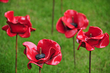 Poppies: Part of...