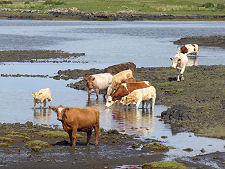 Cows in Loch Dunvegan