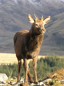 Red Deer Stag Early in the Year