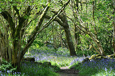 Wood, With Bluebells
