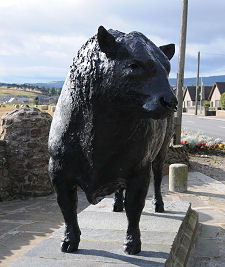 Statue of an Aberdeen Angus Bull