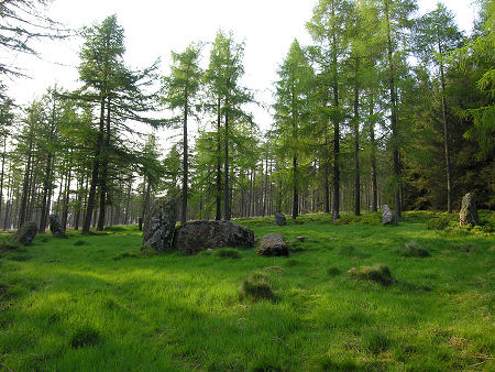 The Nine Stanes Circle in its Woodland Setting