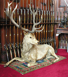 Stag in the Entrance Hall
