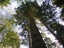 Looking Up into the Canopy