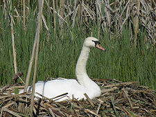 A Swan on its Nest