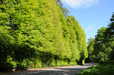 The Hedge in May 2013