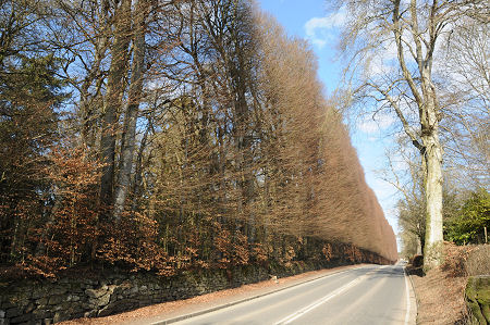 The Hedge from the South During Winter, March 2010