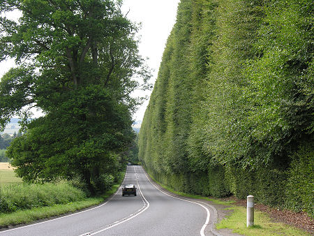 The Meikleour Beech Hedge from the North in July 2008