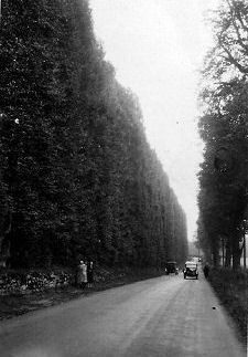 The Hedge in 1931