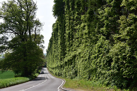 The Meikleour Beech Hedge from the North in June 2021