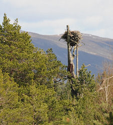 Distant View of an Osprey Nest