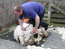 Sheep Shearing, North Bressay