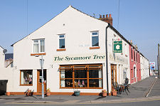 The Sycamore Tree...