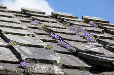 Roof, and Flowers
