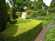 Topiary in the Walled Garden