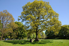 St Serf's Meadow and Oak Tree