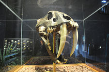 Skull of a Sabretooth Tiger