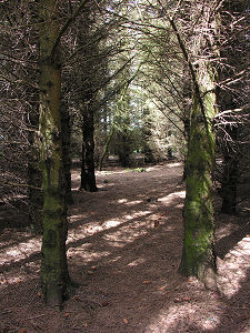 Forestry Path