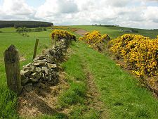 The Gorse-Lined Path