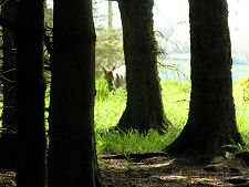 A Roe Deer on the Forest Edge