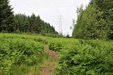 Path Through Gap in Forest