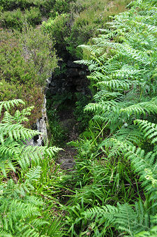 Staircase with Bracken