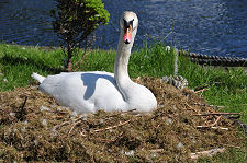 A Resident Swan