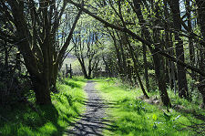 Woodland Path from the Road