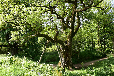 The Birnam Oak in June