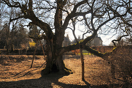 Rear View of the Oak