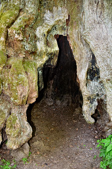The Hollow Section