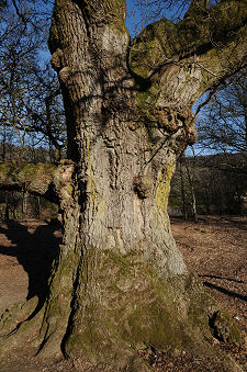 Trunk of the Birnam Oak