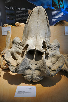 Pilot Whale Skull