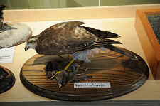 A Sparrowhawk
