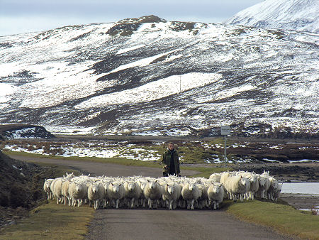 Sheep Being Shepherded, South of Durness