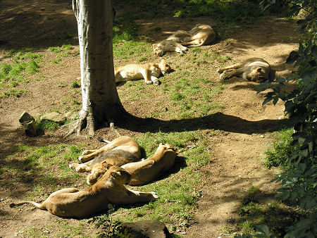 Asiatic Lions: a Hard Day at the Office